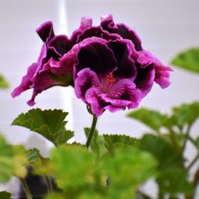Regal Pelargonium Elegance Dark Purple with Pale Pink Picotee - 13m Pot